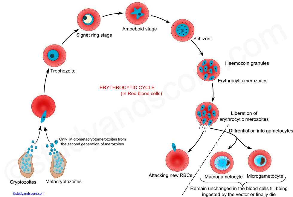 malarial worm, malaria worm, plasmodium life cycle in man, malaria